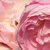 Różowy  - Róże rabatowe polianty - Sorbet Pink